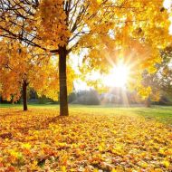 Kate 10x10ft3x3m Autumn Photography Backdrops Yellow Fallen Leaves Background Photo Studio Sunny Day Backdrop