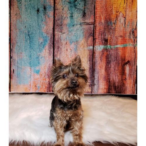  Kate 10x10ft Vintage Wood Wall Photography Backdrops Colorful Graffiti Background for Shooting