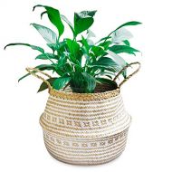 La Maia Natural Seagrass Belly Plant Basket with Handles, Woven Planter Basket for Storage, Laundry, Picnic, and Beach Bag (Natural Seagrass, M)