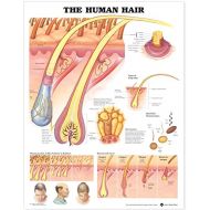 Lake Forest Anatomicals The Human Hair Anatomical Chart