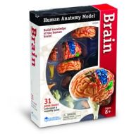 Learning Resources Brain Anatomy Model by Learning Resources