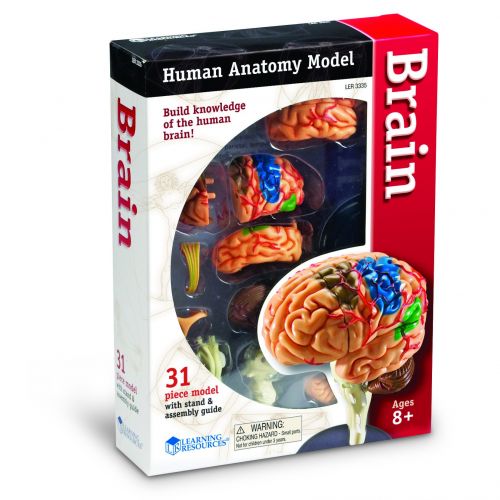  Learning Resources Brain Anatomy Model by Learning Resources