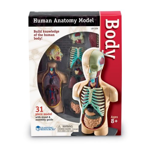  Learning Resources Human Body Anatomy Model by Learning Resources