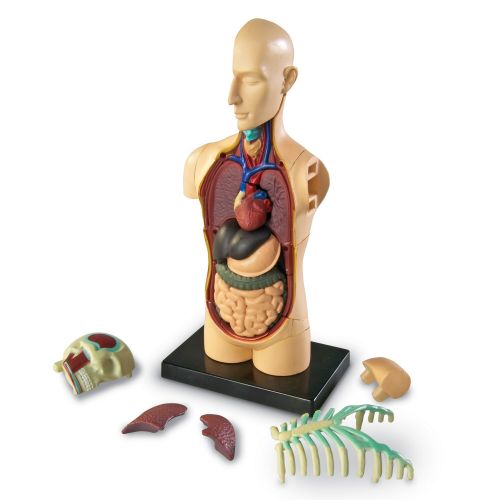  Learning Resources Human Body Anatomy Model by Learning Resources