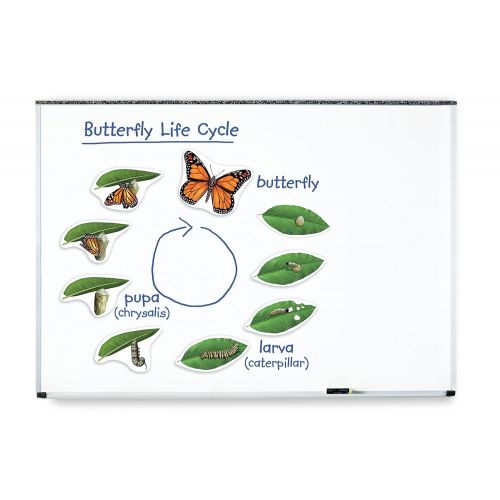  Learning Resources Butterfly Life Cycle, 9 Write and Wipe Pieces, Classroom Accessories, Teaching Aids, Ages 5+