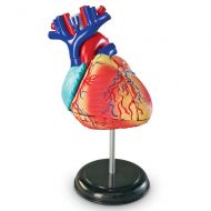 Learning Resources Heart Model