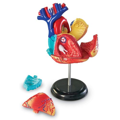  Learning Resources Heart Model