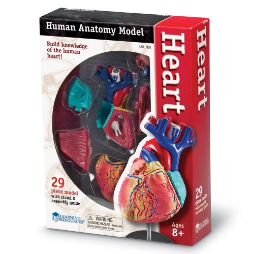  Learning Resources Heart Model