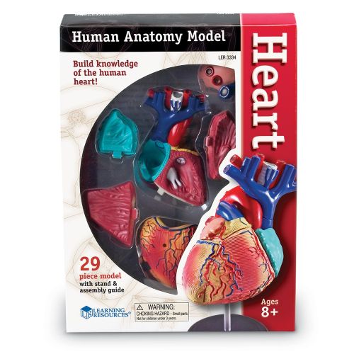  Learning Resources Heart Model