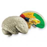 Learning Resources Cross-section Brain Model, 2 Piece, Foam Brain, Color Coded, Ages 7+