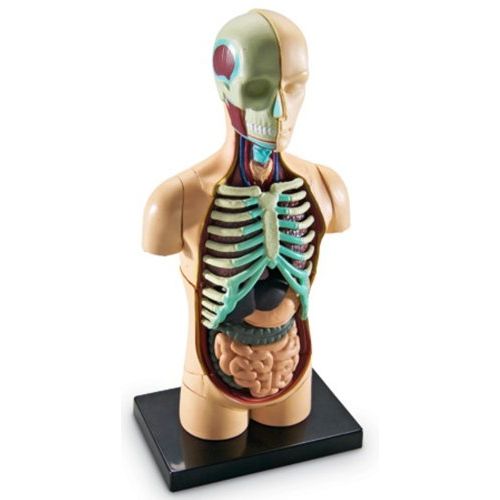  Learning Resources Human Body Model