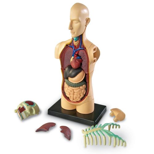  Learning Resources Human Body Model