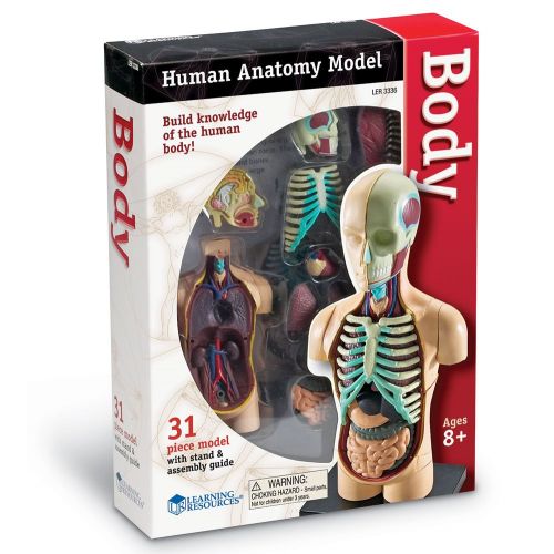  Learning Resources Human Body Model