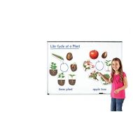 Learning Resources Giant Magnetic Plant Life Cycle