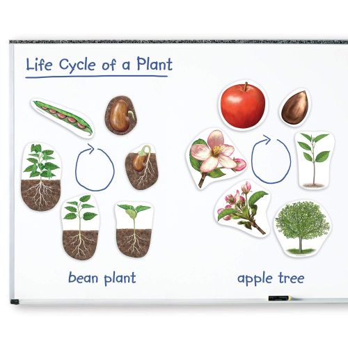  Learning Resources Giant Magnetic Plant Life Cycle