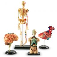 Learning Resources Anatomy Models Bundle Set, Brain, Body, Heart, Skeleton, Grades 3+