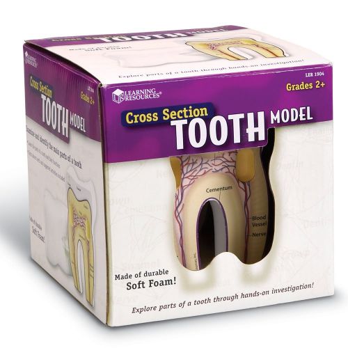  Learning Resources Cross-Section Tooth Model