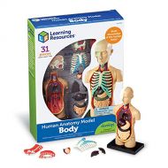 Learning Resources Human Body Model, Science Classroom Demonstration Tools, Realistic Human Anatomy Display, 31Piece, Grades 3+, Ages 8+