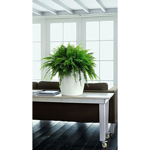  Lechuza Classico Color 28 Planter, White Matte