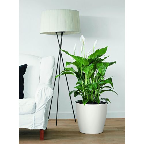  Lechuza Classico Color 28 Planter, White Matte