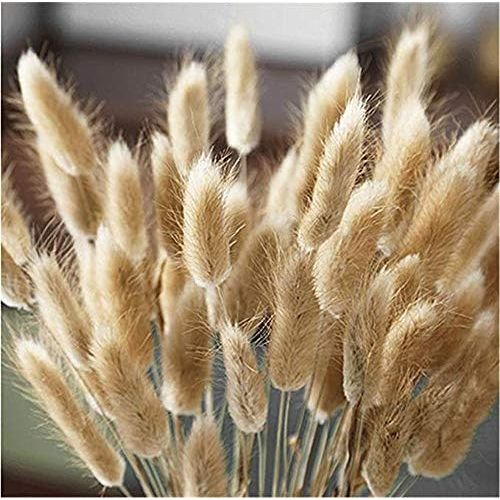  Brand: LucaSng LucaSng 20pcs Pampasgrass Decoration Natural Pampasgrass Dried Flowers Artificial Flowers Reed Grass Small Dried Flowers for Wedding Home Party Photography Hotel Vase Decoration