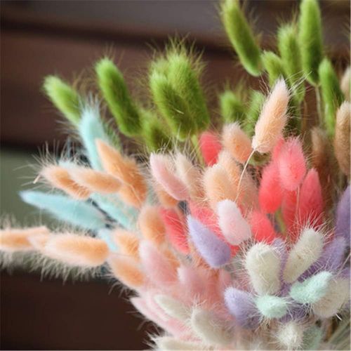  Brand: LucaSng LucaSng 20pcs Pampasgrass Decoration Natural Pampasgrass Dried Flowers Artificial Flowers Reed Grass Small Dried Flowers for Wedding Home Party Photography Hotel Vase Decoration