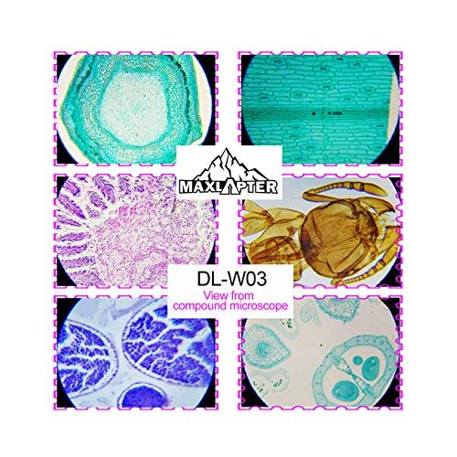  [아마존베스트]MAXLAPTER Microscope Slides