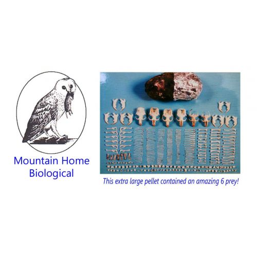  MHB Student Owl Pellet Kit