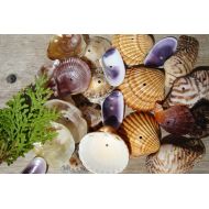 MareNostrumItaly 24 Center drilled Sea shells-Kit to Create Sea shell Mobile-Italian sea shells-Wind chimes-Creative Material for Children