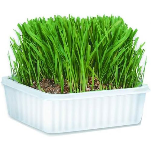  Miracle Care Cat-About by MiracleCorp Gimborn Single Cat Grass Plus, 60-Gram
