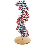 Molecular Models Company Molecular Models 14-DNA2700C 17 Base Pair DNA Model Kit, Completely Assembled