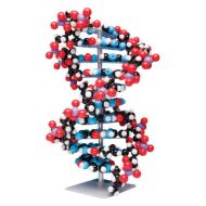 Molymod MKS-122-10 Ten-Layer DNA Molecular Model