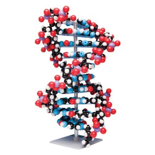  Molymod MKS-122-10 Ten-Layer DNA Molecular Model