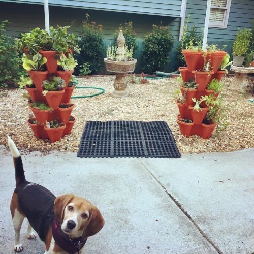  LARGE Vertical Gardening Stackable Planters by Mr. Stacky - Grow More Using Limited Space And Minimum Effort - Plant. Stack. Enjoy. - Build Your Own Backyard Vertical Garden - DIY