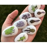 MyStoryStonesRock Lifecycle, Frog, Story Stones, Stones, Tale, Pebbles, Story Sack, Educational, Teacher Resources, Montessori, Life Cycle, Tadpole