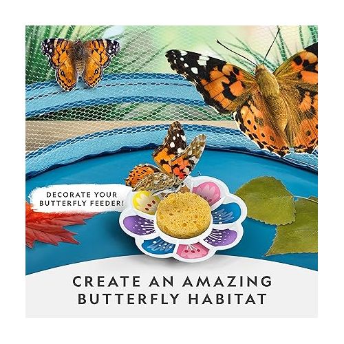  NATIONAL GEOGRAPHIC Butterfly Growing Kit - Butterfly Habitat Kit with Voucher to Redeem 5 Caterpillars (S&H Not Included), Butterfly Cage, Feeder (Amazon Exclusive)