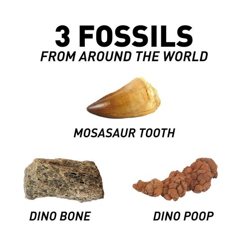  NATIONAL GEOGRAPHIC Dino Fossil Dig Kit  Excavate 3 real fossils including Dinosaur Bones & Mosasaur Teeth - Great Jurassic Science gift for Paleontology and Archeology enthusiast