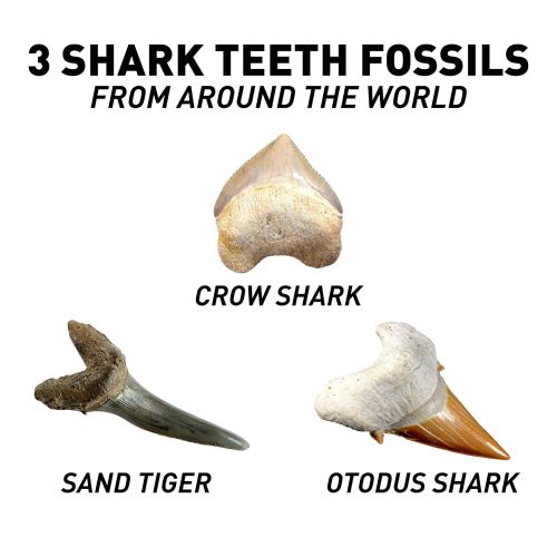  NATIONAL GEOGRAPHIC Shark Tooth Dig Kit - Excavate 3 real Shark Tooth Fossils including Sand Tiger, Otodus and Crow Shark - Great Science Gift for Marine Biology Enthusiasts of any