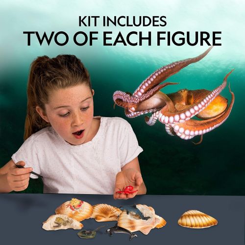  [아마존핫딜][아마존 핫딜] NATIONAL GEOGRAPHIC Ocean Animal Dig Kit  12 Seashell Shaped Dig Bricks with Sea Creature Figure Inside, Party Activity with 12 Excavation Sets, Stem Toy For Boys & Girls Or Fun P