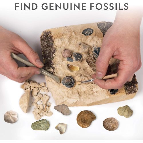  NATIONAL GEOGRAPHIC Mega Fossil Dig Kit  Excavate 15 real fossils including Dinosaur Bones, Mosasaur & Shark Teeth - Great STEM Science gift for Paleontology and Archeology enthus