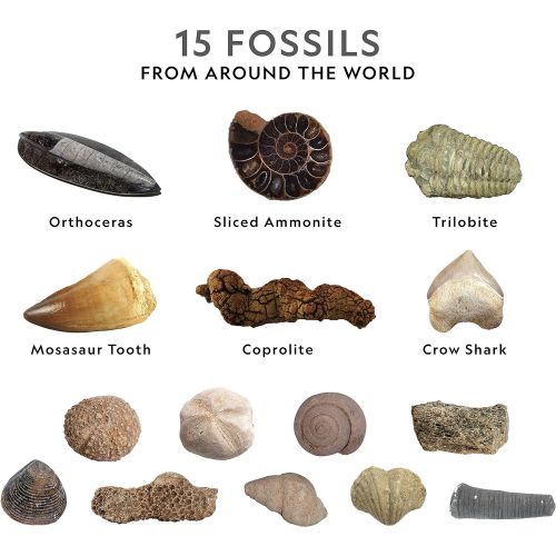  NATIONAL GEOGRAPHIC Mega Fossil Dig Kit  Excavate 15 real fossils including Dinosaur Bones, Mosasaur & Shark Teeth - Great STEM Science gift for Paleontology and Archeology enthus