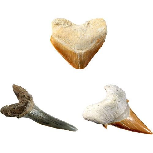  NATIONAL GEOGRAPHIC Shark Tooth Dig Kit - Excavate 3 real Shark Tooth Fossils including Sand Tiger, Otodus and Crow Shark - Great Science Gift for Marine Biology Enthusiasts of any