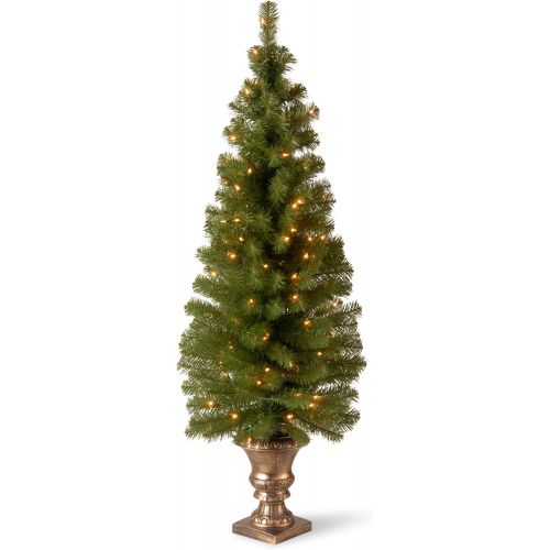  National Tree Company National Tree 5 Foot Montclair Spruce Entrance Tree with 100 Clear Lights in Gold Urn (MC7-308-50)