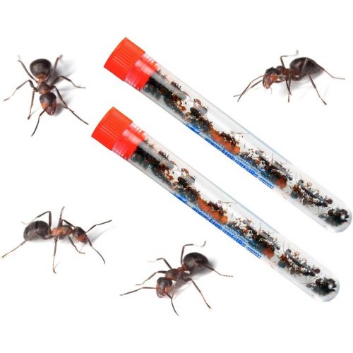  [아마존베스트]Nature Gift Store Live Ecosystem Ant Habitat Shipped with 50 Live Ants Now (2 Tubes of Ants)