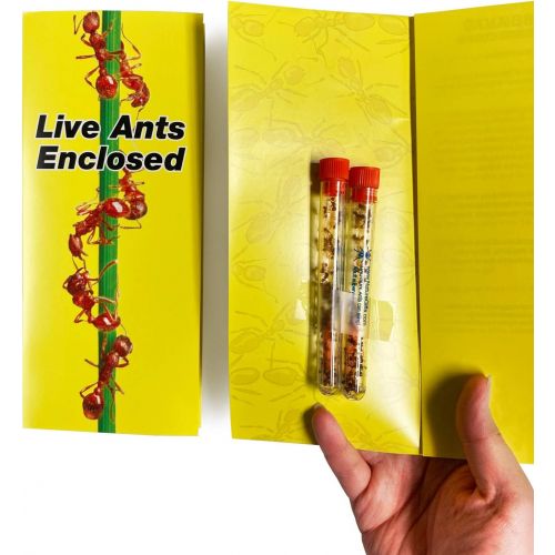  [아마존베스트]Nature Gift Store Live Ecosystem Ant Habitat Shipped with 50 Live Ants Now (2 Tubes of Ants)