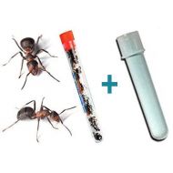 [아마존베스트]Nature Gift Store Live Ants for Ant Farms Plus Blue Ant Farm Gel Refill: Easy Powder Mix