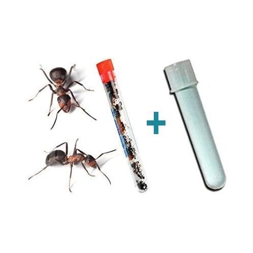  [아마존베스트]Nature Gift Store Live Ants for Ant Farms Plus Blue Ant Farm Gel Refill: Easy Powder Mix