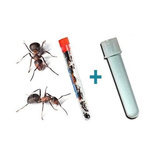  [아마존베스트]Nature Gift Store Live Ants for Ant Farms Plus Blue Ant Farm Gel Refill: Easy Powder Mix