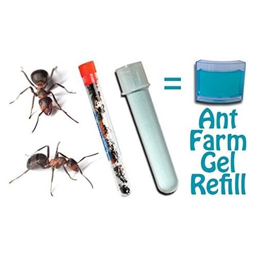  [아마존베스트]Nature Gift Store Live Ants for Ant Farms Plus Blue Ant Farm Gel Refill: Easy Powder Mix