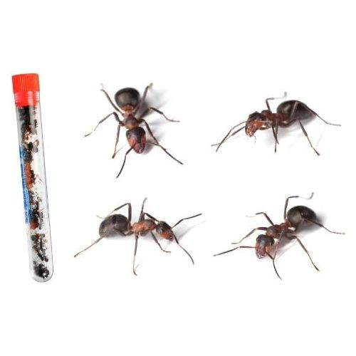  [아마존베스트]Nature Gift Store Live Ants for Ant Farms Plus Blue Ant Farm Gel Refill: Easy Powder Mix